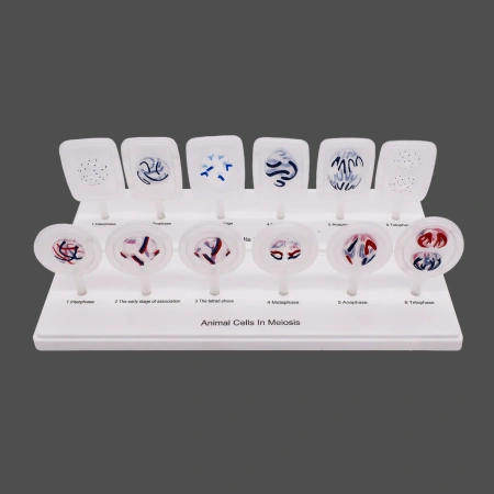 Модель «Митоз и мейоз клетки»